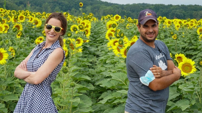Angiuli's Sunflower Sensation | Angiuli's Farm Market