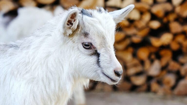 Fieldhouse Pygmy Goats | In The Spotlight